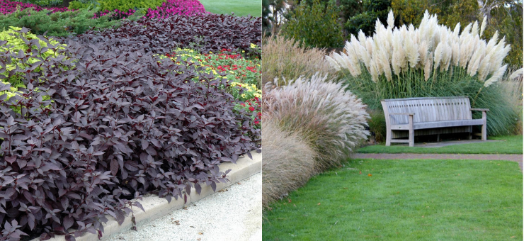 L’avis du paysagiste